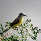 Tropical Kingbird