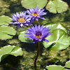 Water Lily