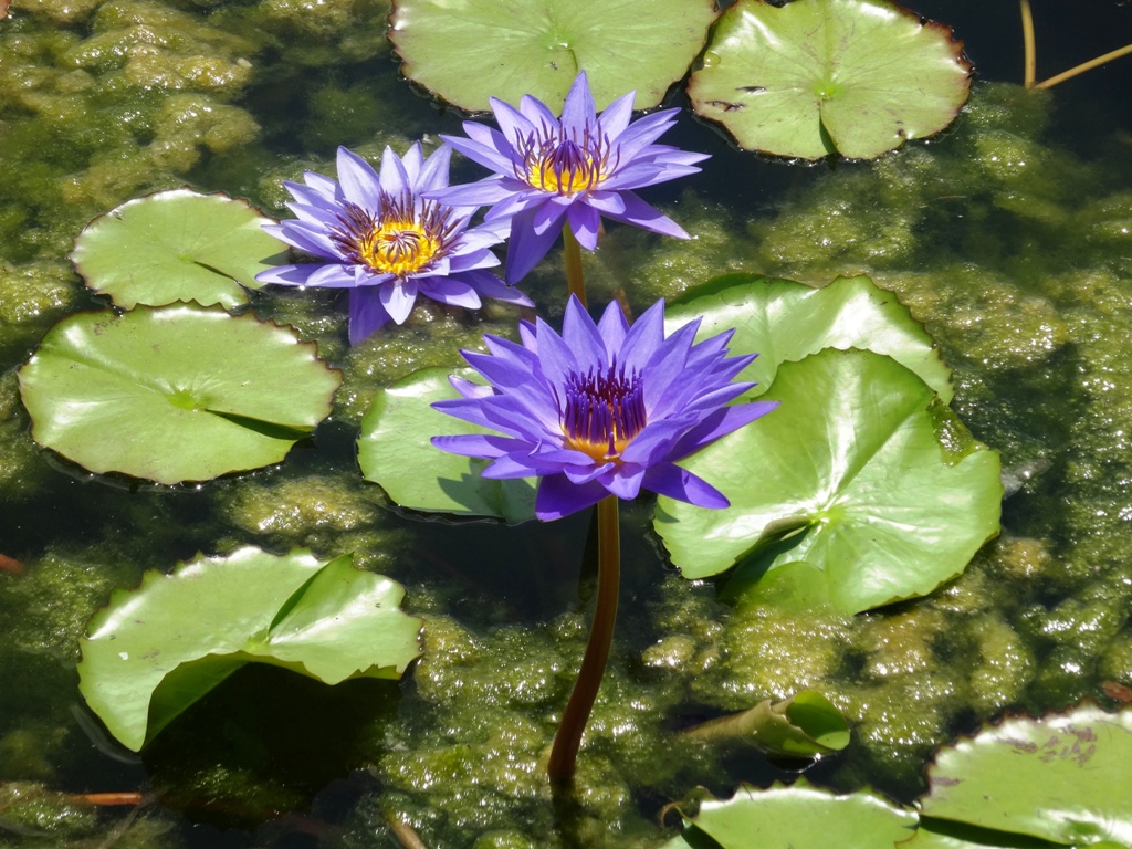 Water Lily