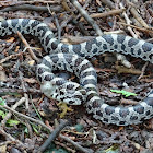 Milksnake