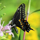 Eastern Black Swallowtail Butterfly