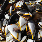 Smooth Goose Barnacle