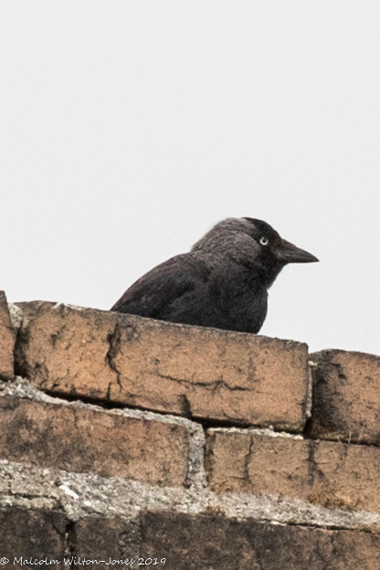 Jackdaw