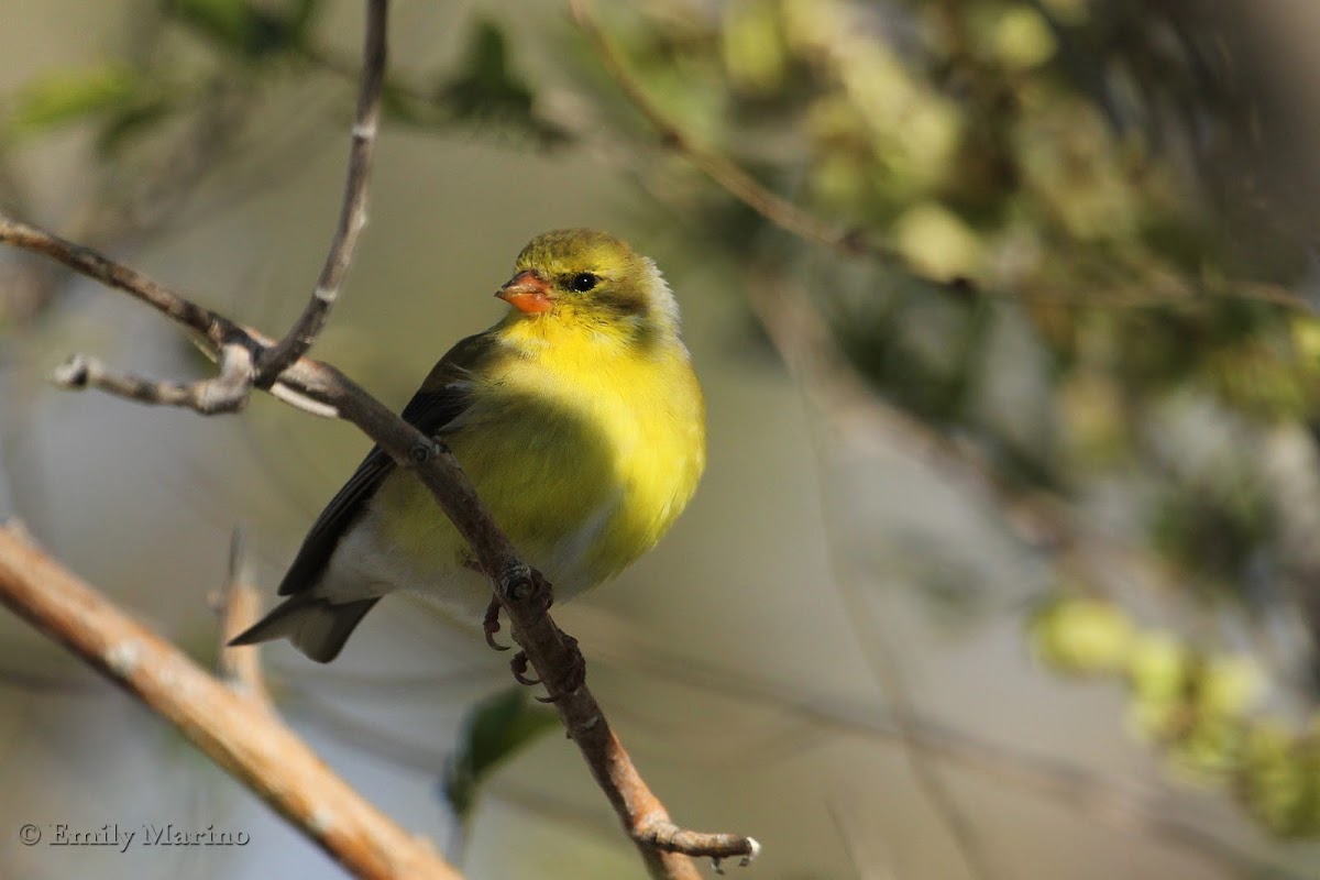 Goldfinch