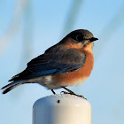 Eastern bluebird (female)