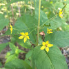 Whorled Loosestrife