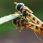 Hoverflies