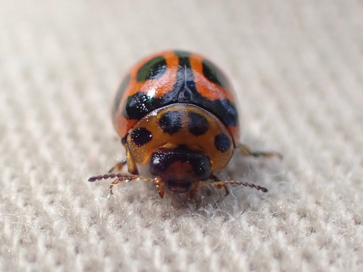 Wattle ladybug mimic