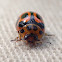 Wattle ladybug mimic