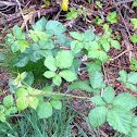 Trailing Blackberry