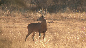 Kansas Whitetail thumbnail