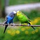 Download Budgie Bird Wallpapers HD For PC Windows and Mac 1.0