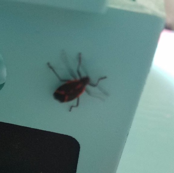 Boxelder bug