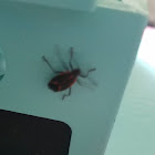 Boxelder bug