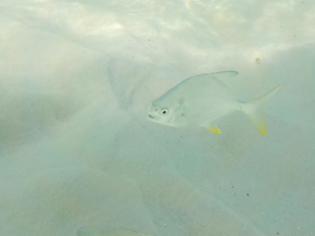 white fish, yellow fins