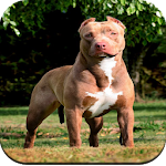 Cover Image of डाउनलोड Pitbull Dog Wallpaper HD 1.03 APK