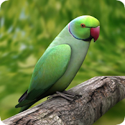 Parrot Guide  Icon