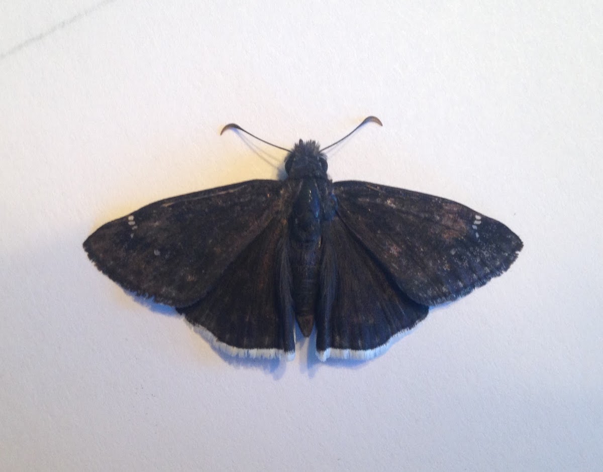 Funereal Duskywing