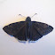 Funereal Duskywing