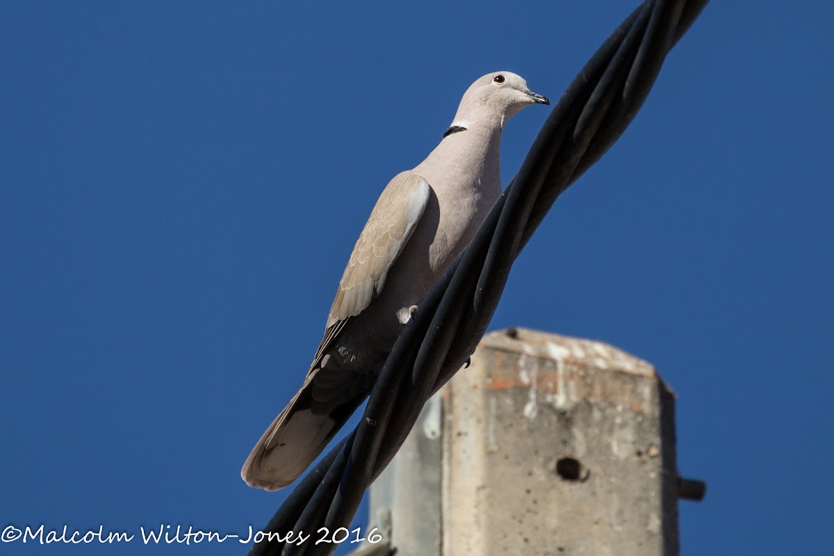 Collared Dove; Tórtola Turca