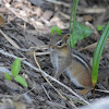 Eastern chipmunk