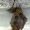 Common Paper Wasp