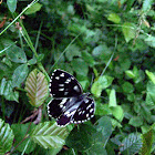 Marbled white (f. magdalenae)