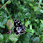 Marbled white (f. magdalenae)