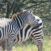 Plains zebra