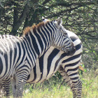 Plains zebra