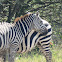 Plains zebra