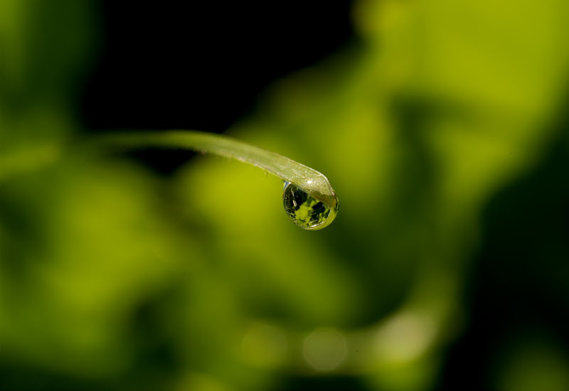 Verde riflesso di IAphoto