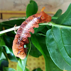 Oleander hawk moth caterpillar