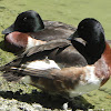 Baer's Pochard