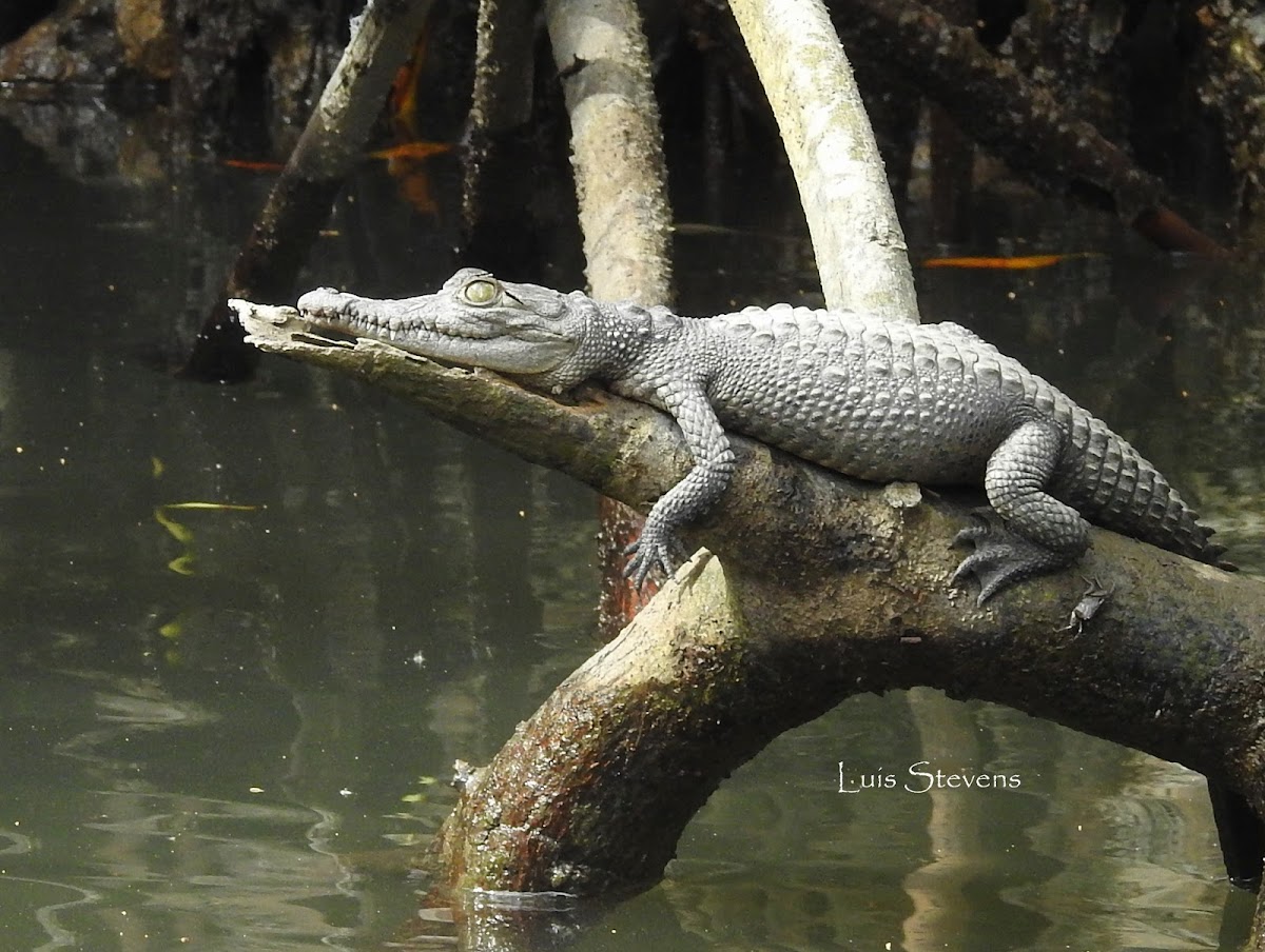 American Crocodile