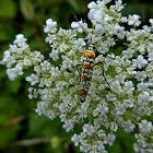 Ailanthus Webworm Moth