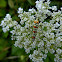 Ailanthus Webworm Moth