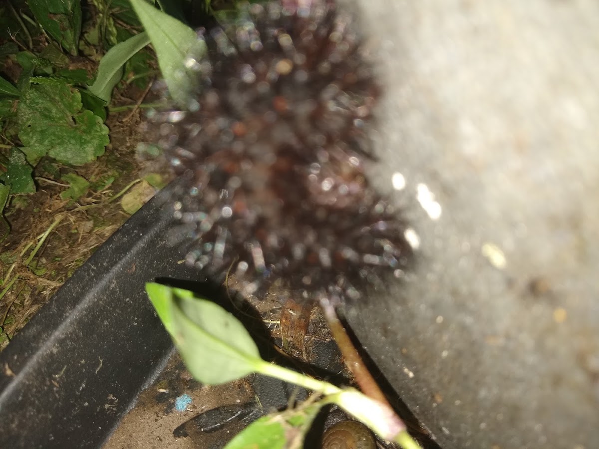 Giant Leopard Moth Caterpillar