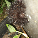 Giant Leopard Moth Caterpillar