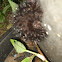 Giant Leopard Moth Caterpillar