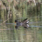 Moorhen; Pollo de Agua