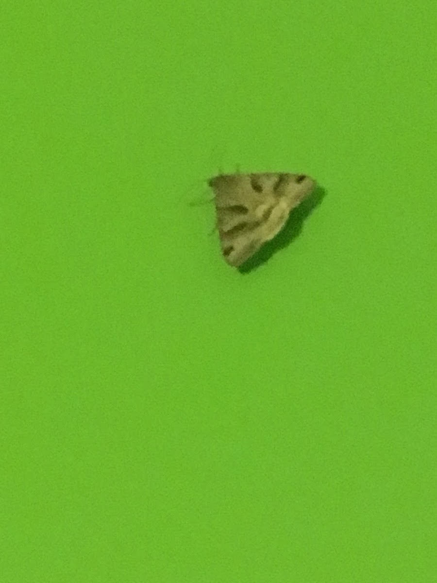 Meal Moth