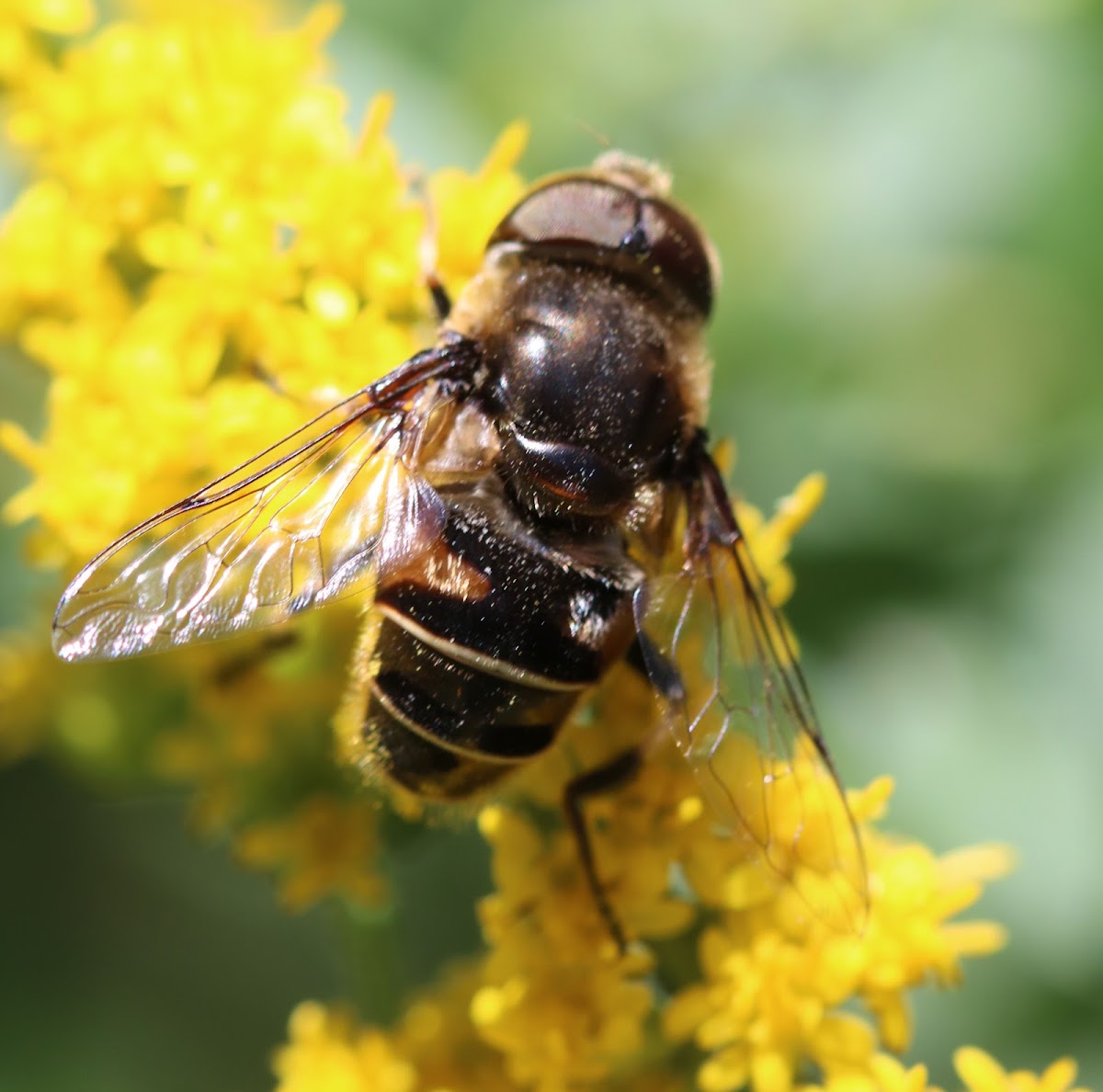 syrphid