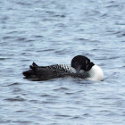 Common Loon