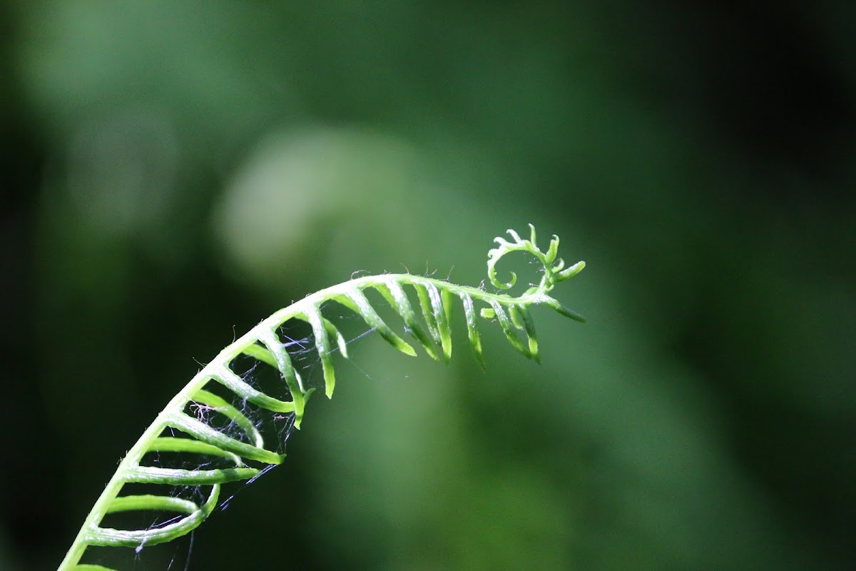 Deer fern