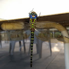 Regal Darner