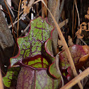 Purple Pitcher Plant