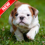 Puppy Wallpaper HD Custom New Tab