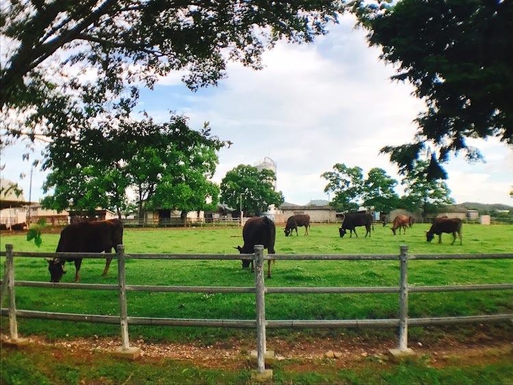 フェアレディZのドライブに関するカスタム事例の投稿画像4枚目
