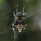 triangulate orb weaver, arrowhead spider